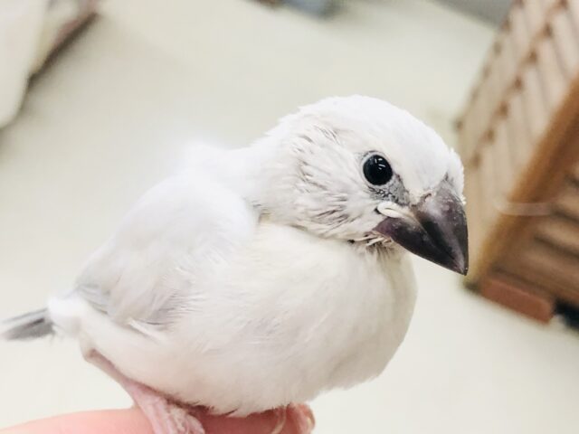 シルバー文鳥