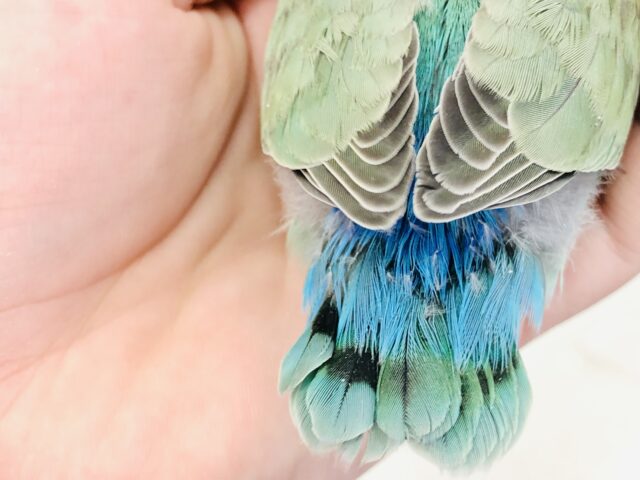 コザクラインコ（小桜インコ）