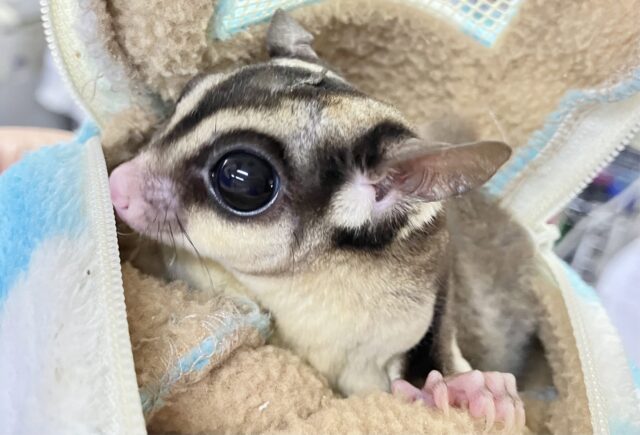 フクロモモンガ