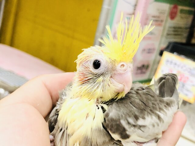 オカメインコ