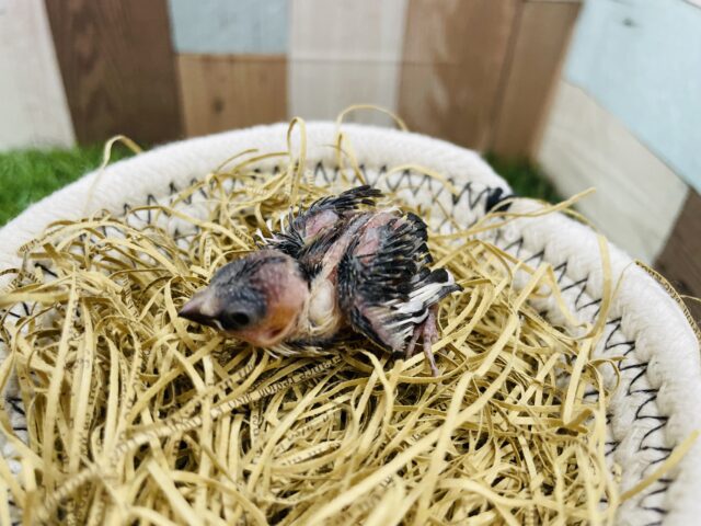 十姉妹（ジュウシマツ）