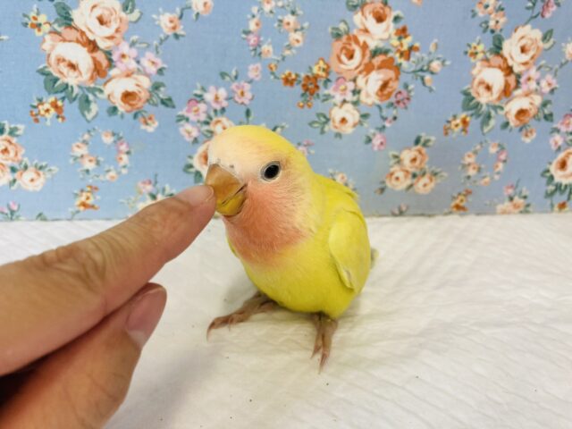 コザクラインコ（小桜インコ）