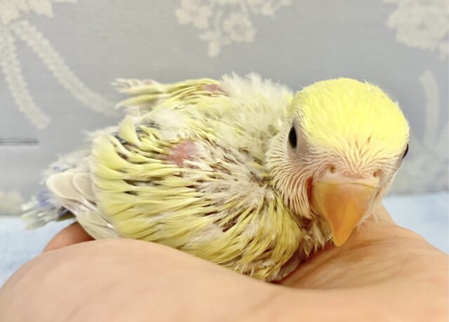 コザクラインコ（小桜インコ）