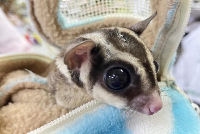 フクロモモンガ