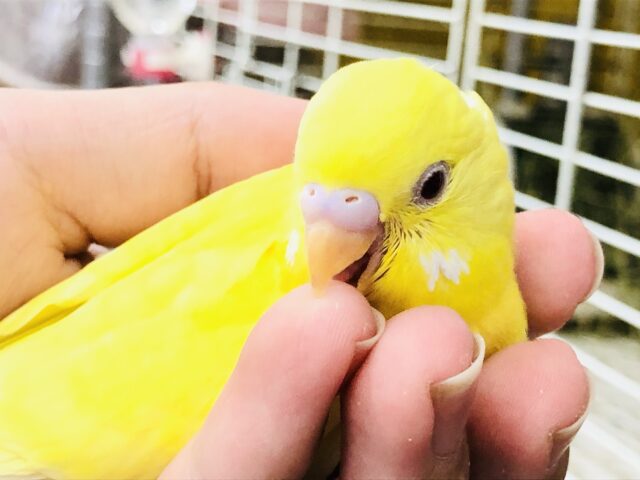 セキセイインコ