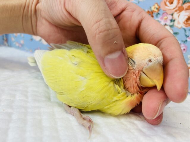 コザクラインコ（小桜インコ）