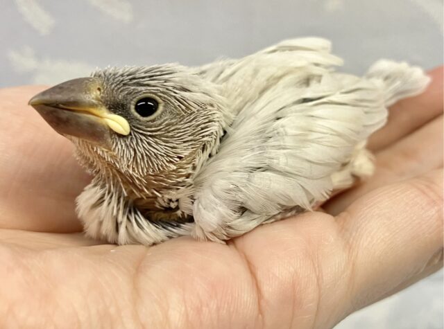 ❣️最新画像❣️凛々しいお顔!?シルバー文鳥 2023年9月生まれ シルバー文鳥