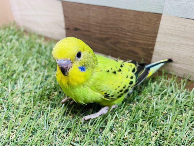 最新画像あります☆模様が少なくとっても可愛いライムちゃん💕セキセイインコのオパーリン! セキセイインコ