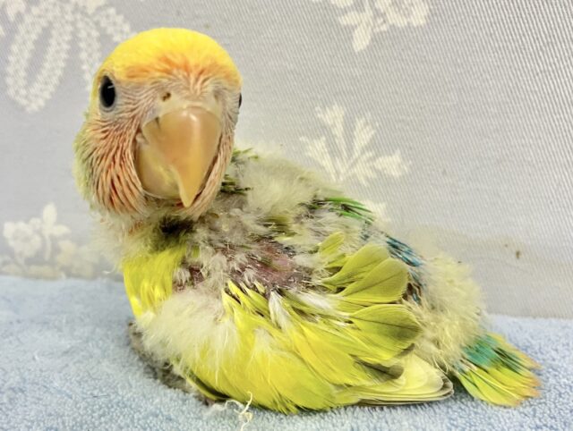 コザクラインコ（小桜インコ）