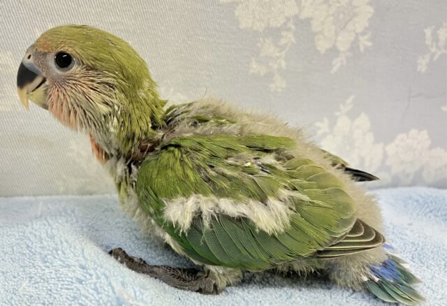 コザクラインコ（小桜インコ）