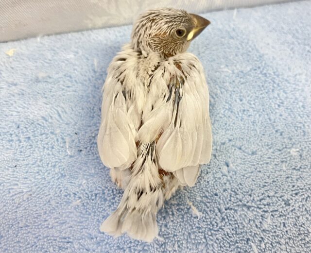 ❣️最新画像❣️凛々しいお顔!?シルバー文鳥 2023年9月生まれ シルバー文鳥