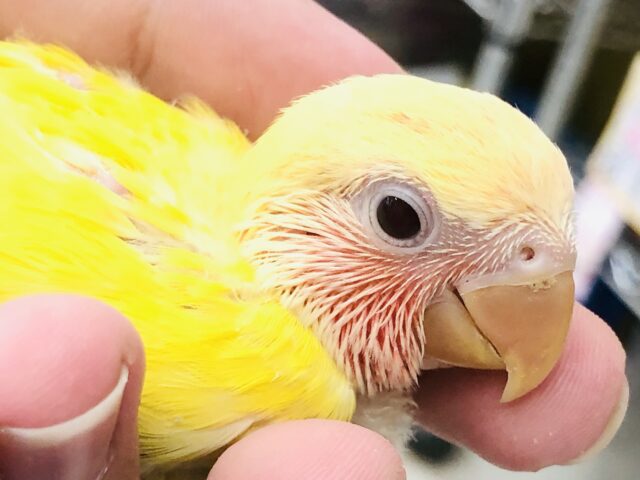 コザクラインコ（小桜インコ）