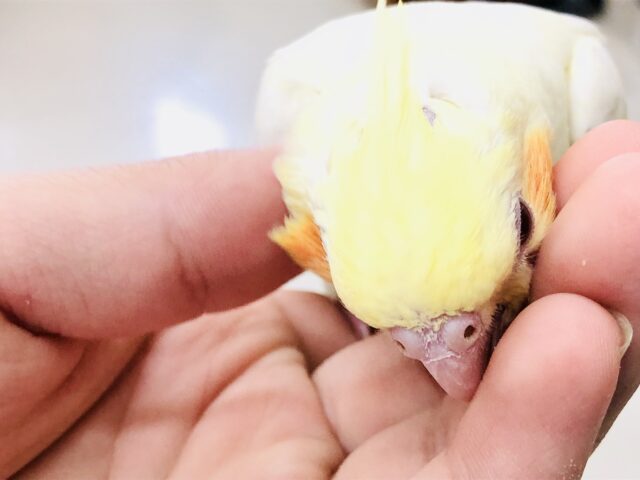 オカメインコ