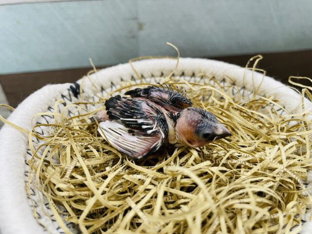 十姉妹（ジュウシマツ）