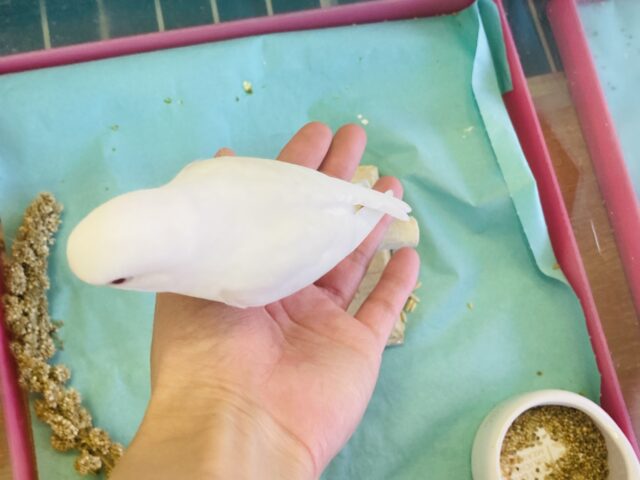 セキセイインコ