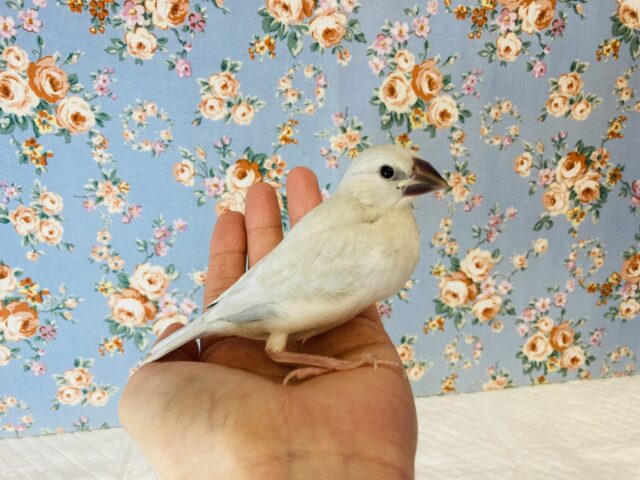 シルバー文鳥