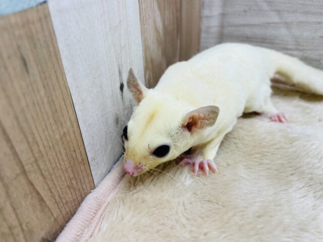 フクロモモンガ