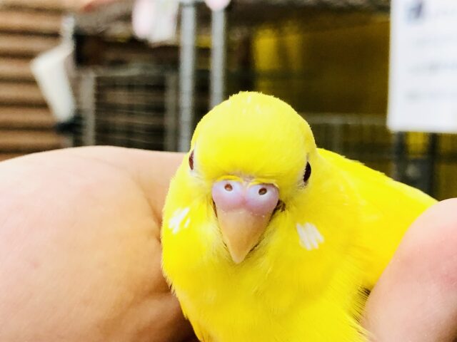 セキセイインコ