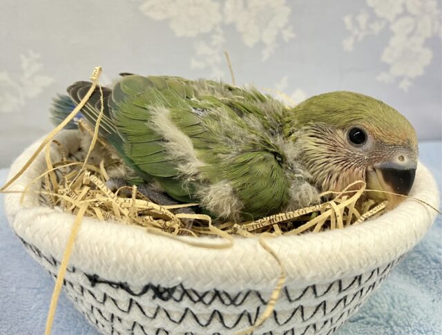 コザクラインコ（小桜インコ）