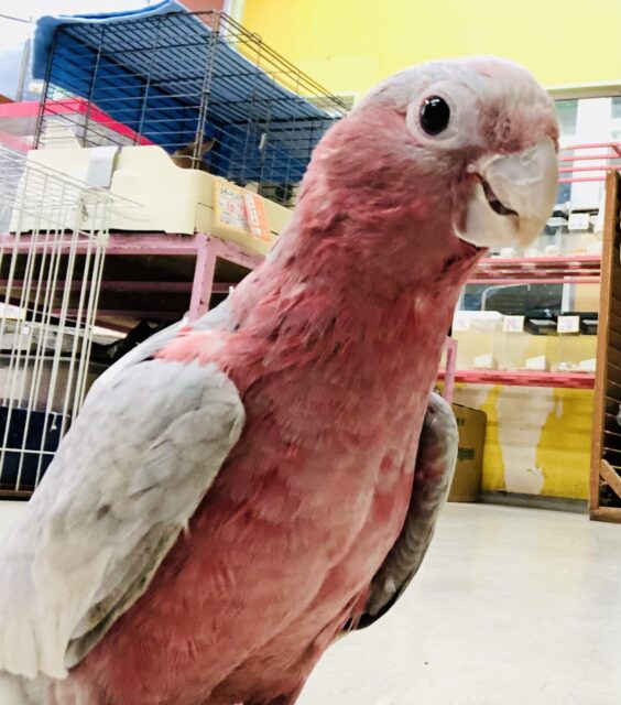 モモイロインコ