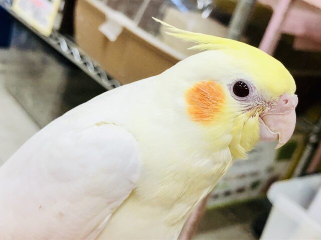 オカメインコ