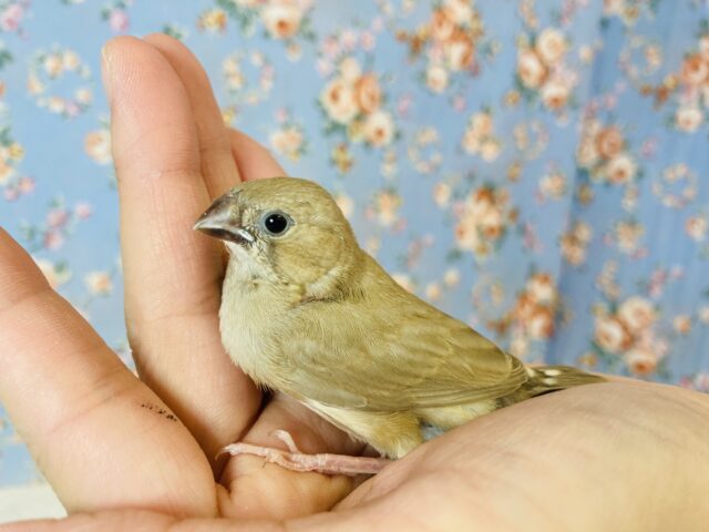 錦花鳥（キンカチョウ）