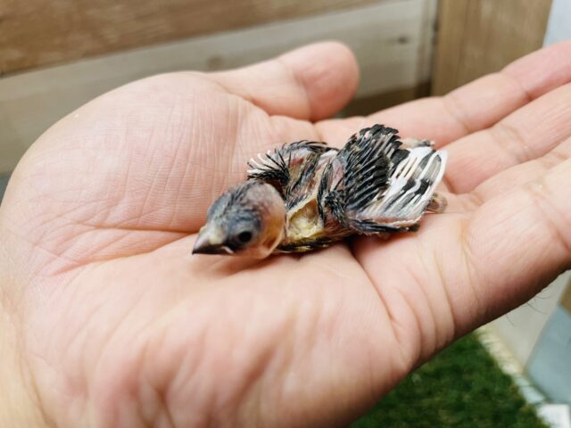 十姉妹（ジュウシマツ）