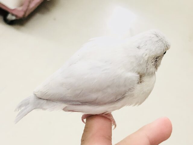 シルバー文鳥