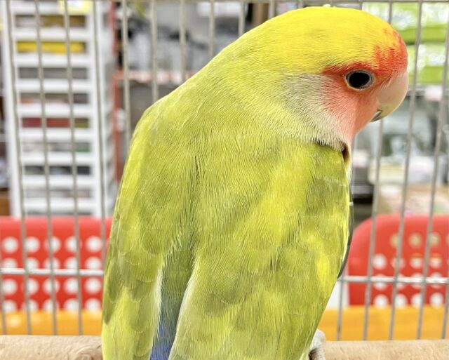 コザクラインコ（小桜インコ）