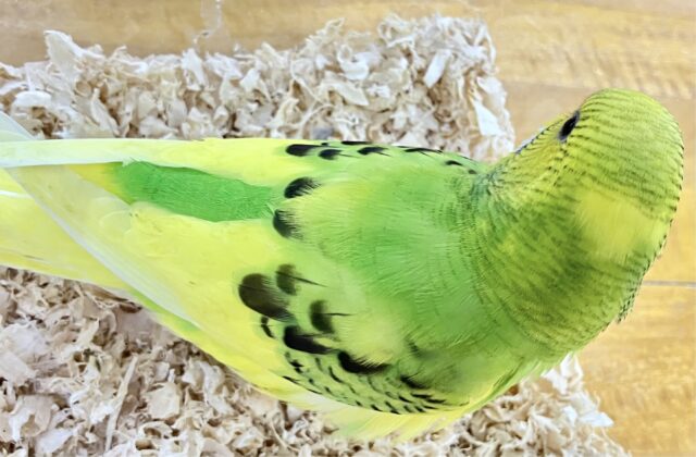 ❣️最新画像あります❣️これからのお楽しみ❣️セキセイインコ(パイド) 2023年8月生まれ セキセイインコ