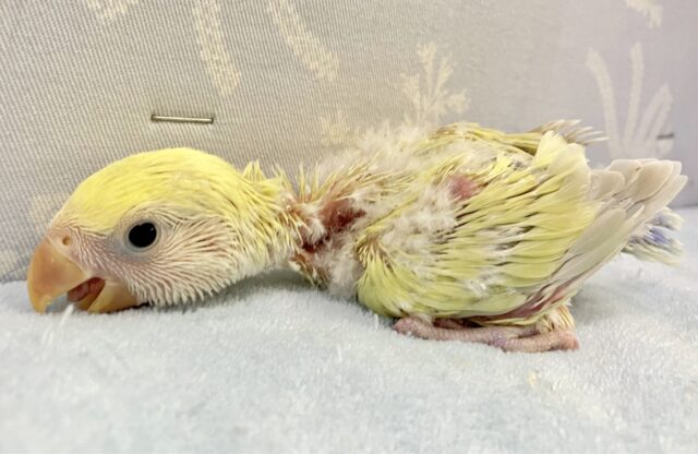 コザクラインコ（小桜インコ）