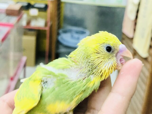 セキセイインコ