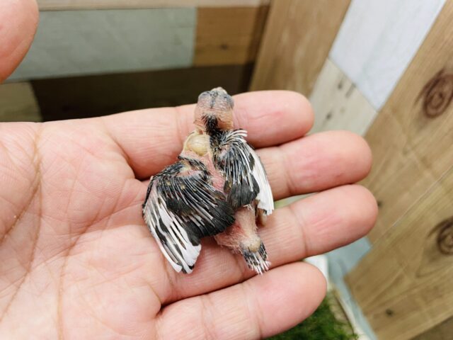 最新画像有り❗️ミニミニサイズの可愛いヒナさん!十姉妹!! 十姉妹(ジュウシマツ)