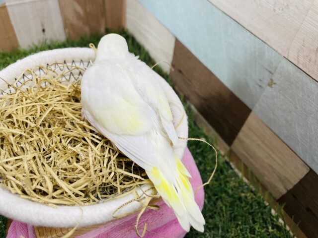 セキセイインコ