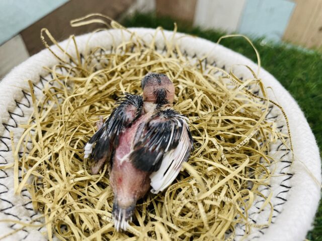 最新画像有り❗️ミニミニサイズの可愛いヒナさん!十姉妹!! 十姉妹(ジュウシマツ)