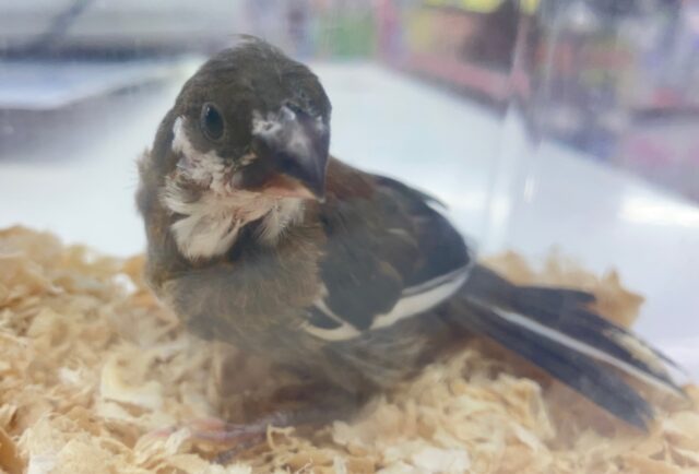 十姉妹（ジュウシマツ）