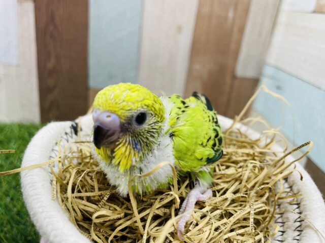 セキセイインコ