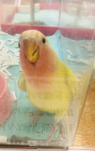 コザクラインコ（小桜インコ）