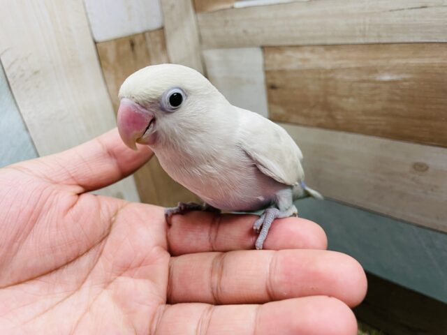 シロボタンインコ