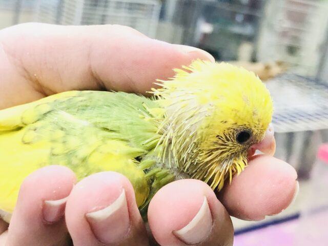 セキセイインコ