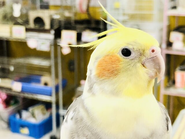 オカメインコ