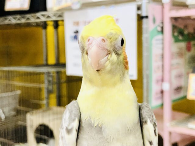 オカメインコ