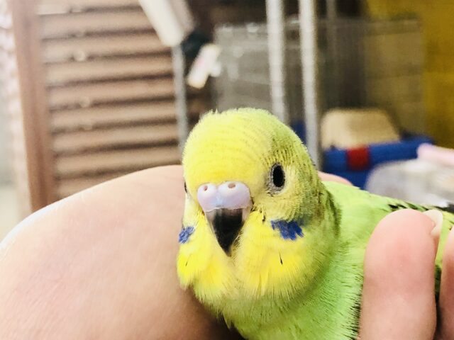 セキセイインコ