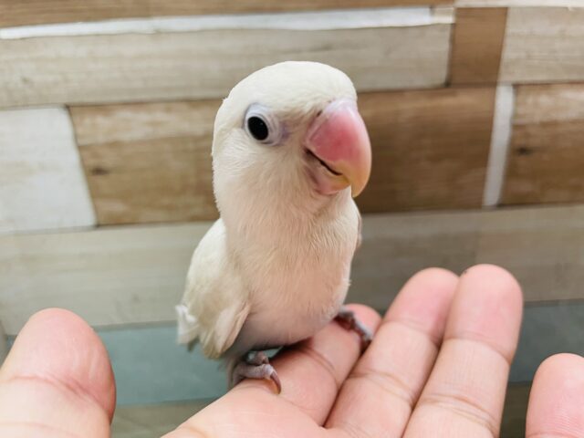 シロボタンインコ