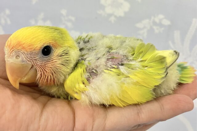 コザクラインコ（小桜インコ）