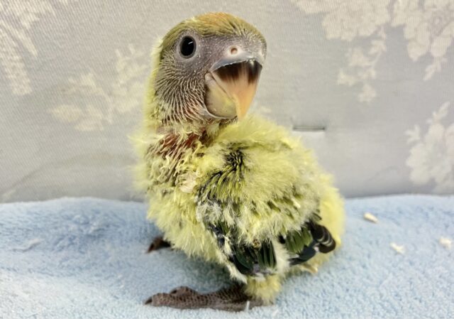 コザクラインコ（小桜インコ）