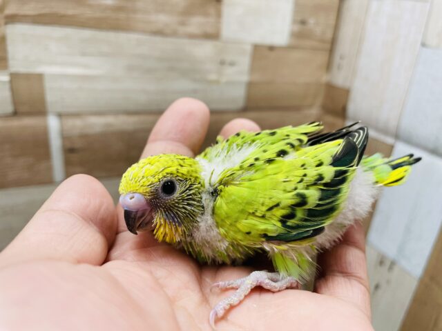 セキセイインコ