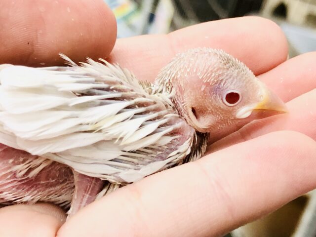 シルバーイノ文鳥