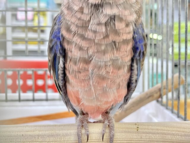 アキクサインコ（秋草インコ）