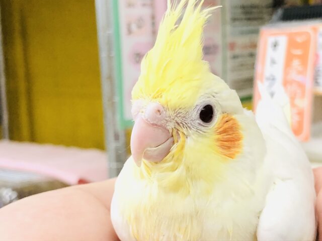 オカメインコ